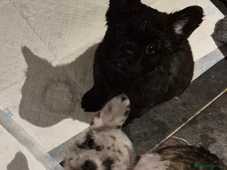 French Bulldog dogs 3 female french bulldogs - Advert 4