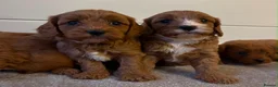 Cavapoo dogs for sale: Beautiful Red F1 Cavapoo puppies - Advert 7