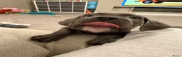 Cane Corso dogs for sale: 5* cane corsos for sale !!  - Advert 25