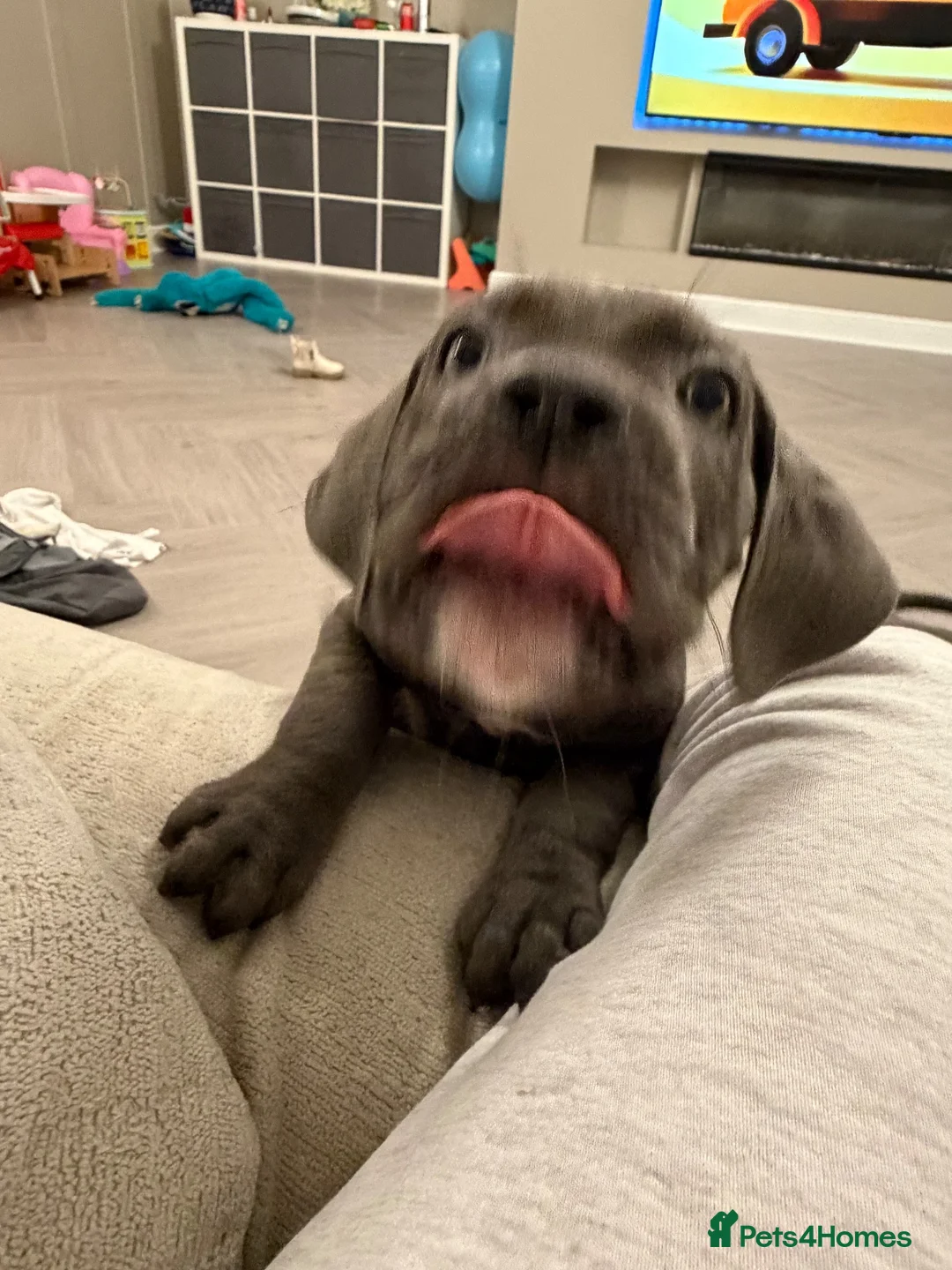 Cane Corso dogs for sale: 5* cane corsos for sale !!  - Advert 25