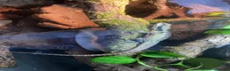 Lizard reptiles for sale: Australian water dragon  - Advert 5