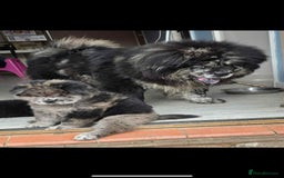 Chow Chow dogs for sale: Female Merle chow chow - Image 4