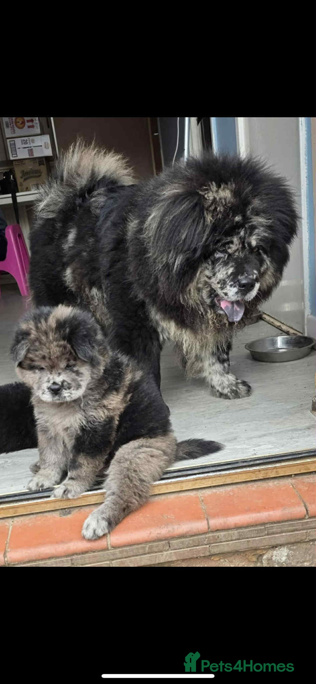 Chow Chow dogs for sale: Female Merle chow chow - Image 4