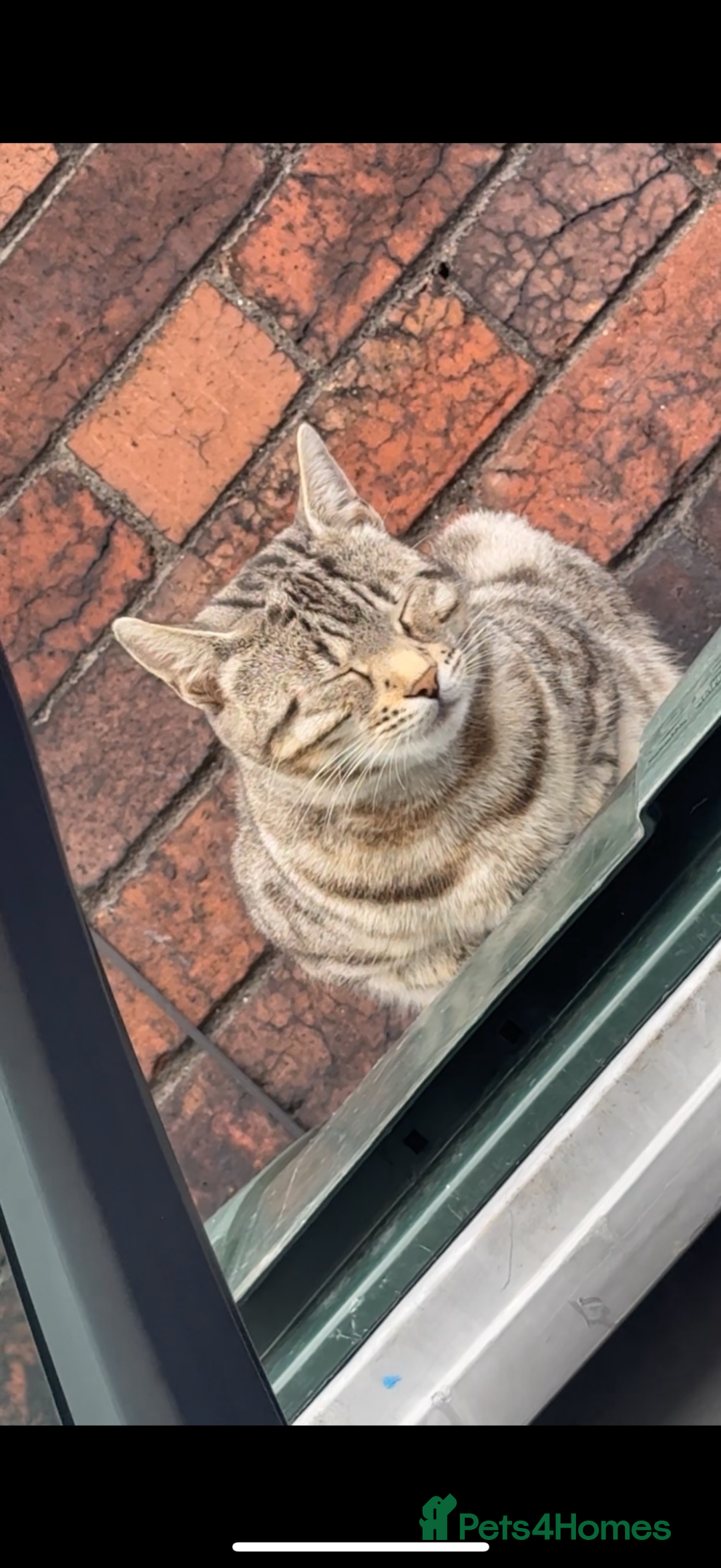 Bengal cats for sale: Bengal tabby cat  - Advert 7