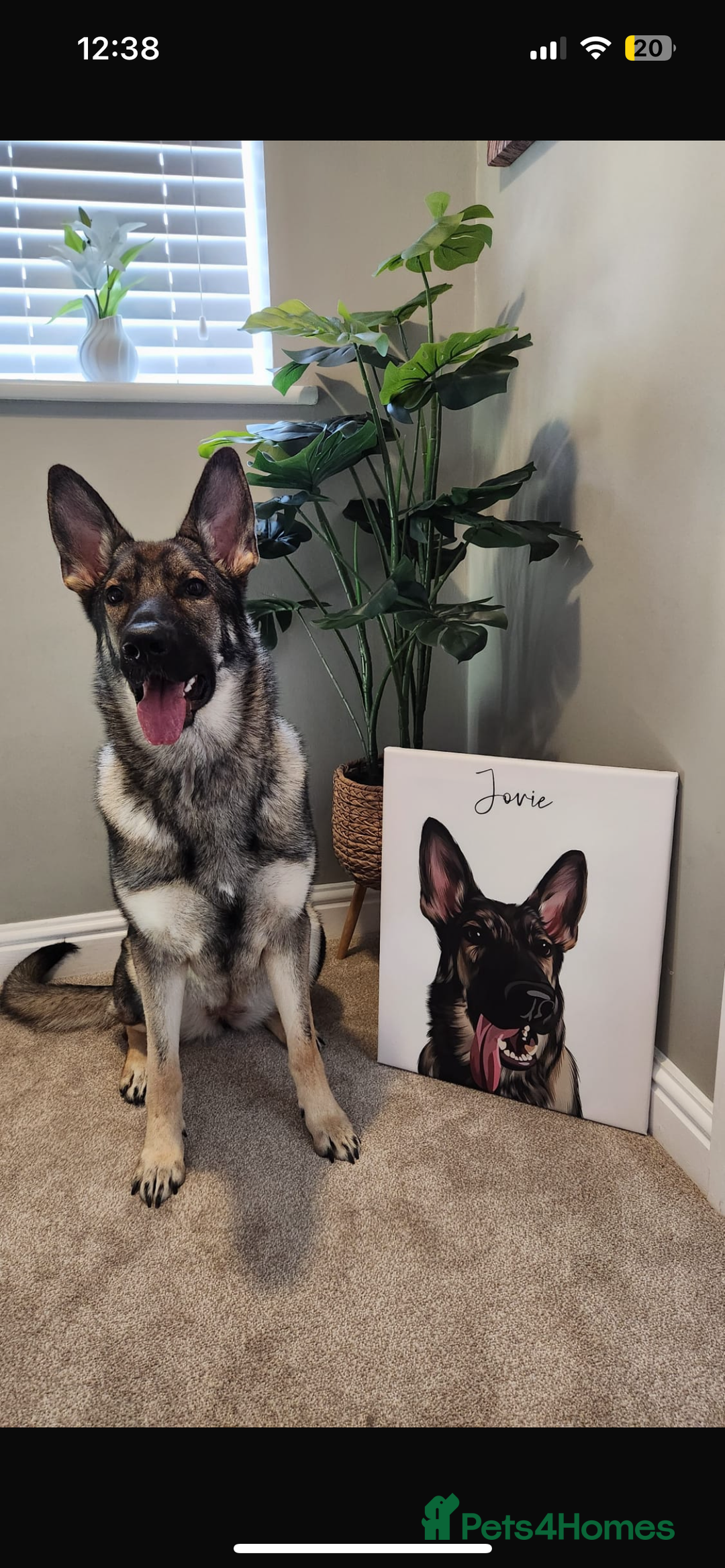 German Shepherd dogs for stud: KC sable male for stud  in Birmingham - Image 22
