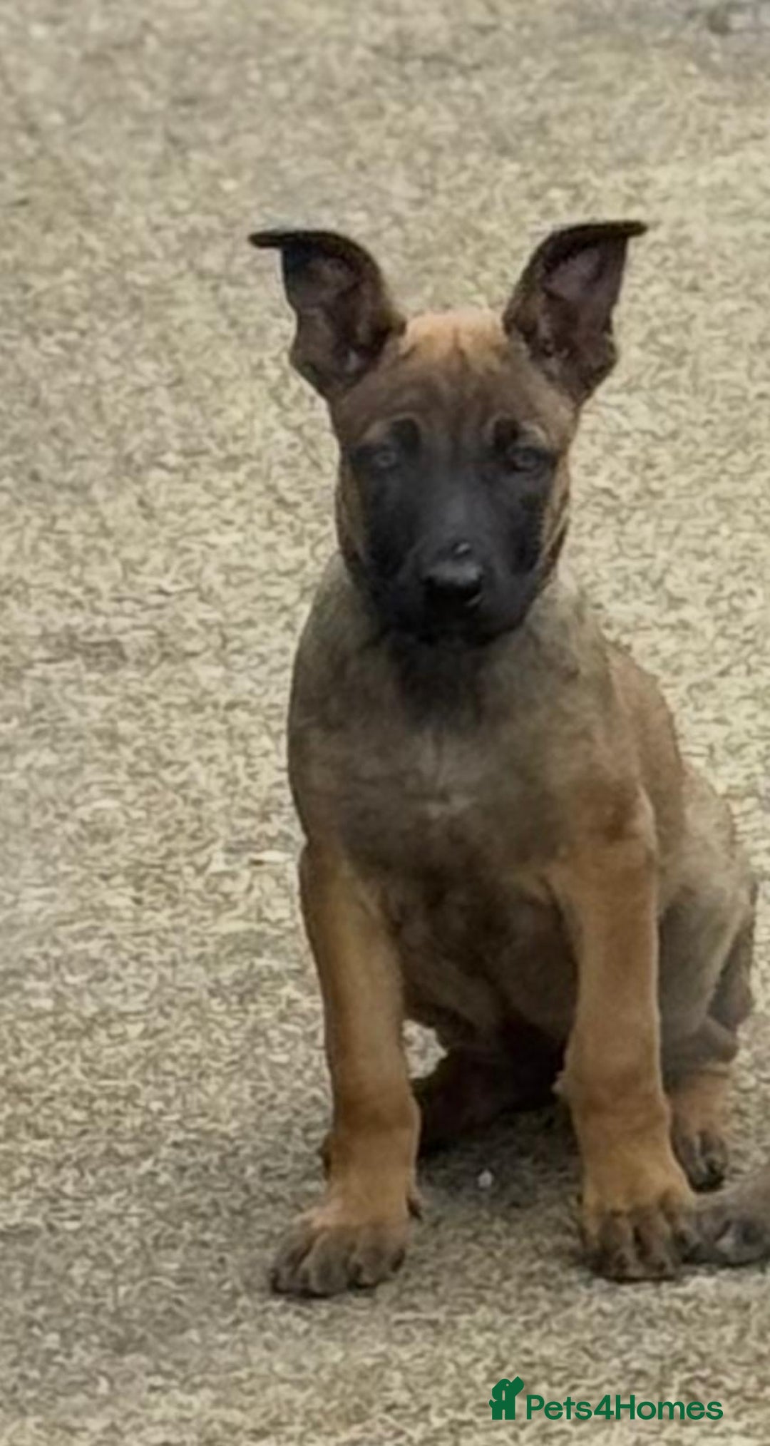 Belgian Shepherd Dog dogs for sale: Belgian malinois puppies  - Image 2