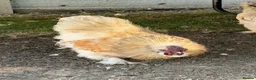 Chickens poultry for sale: Purebred silkie cockerel.  - Advert 3