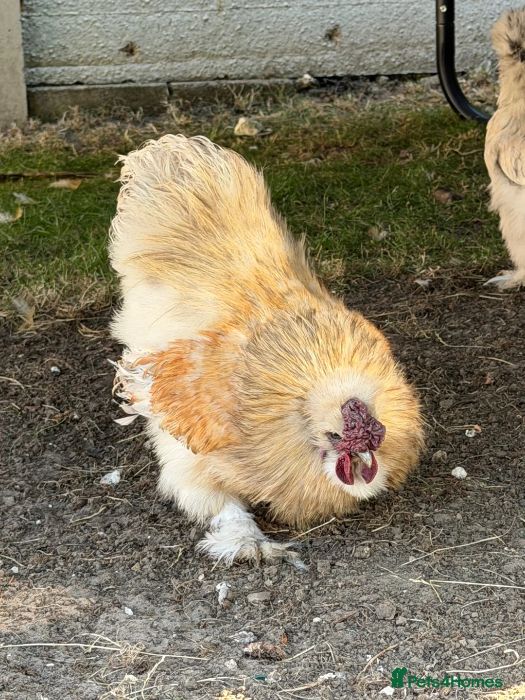 Chickens poultry for sale: Purebred silkie cockerel.  - Advert 3
