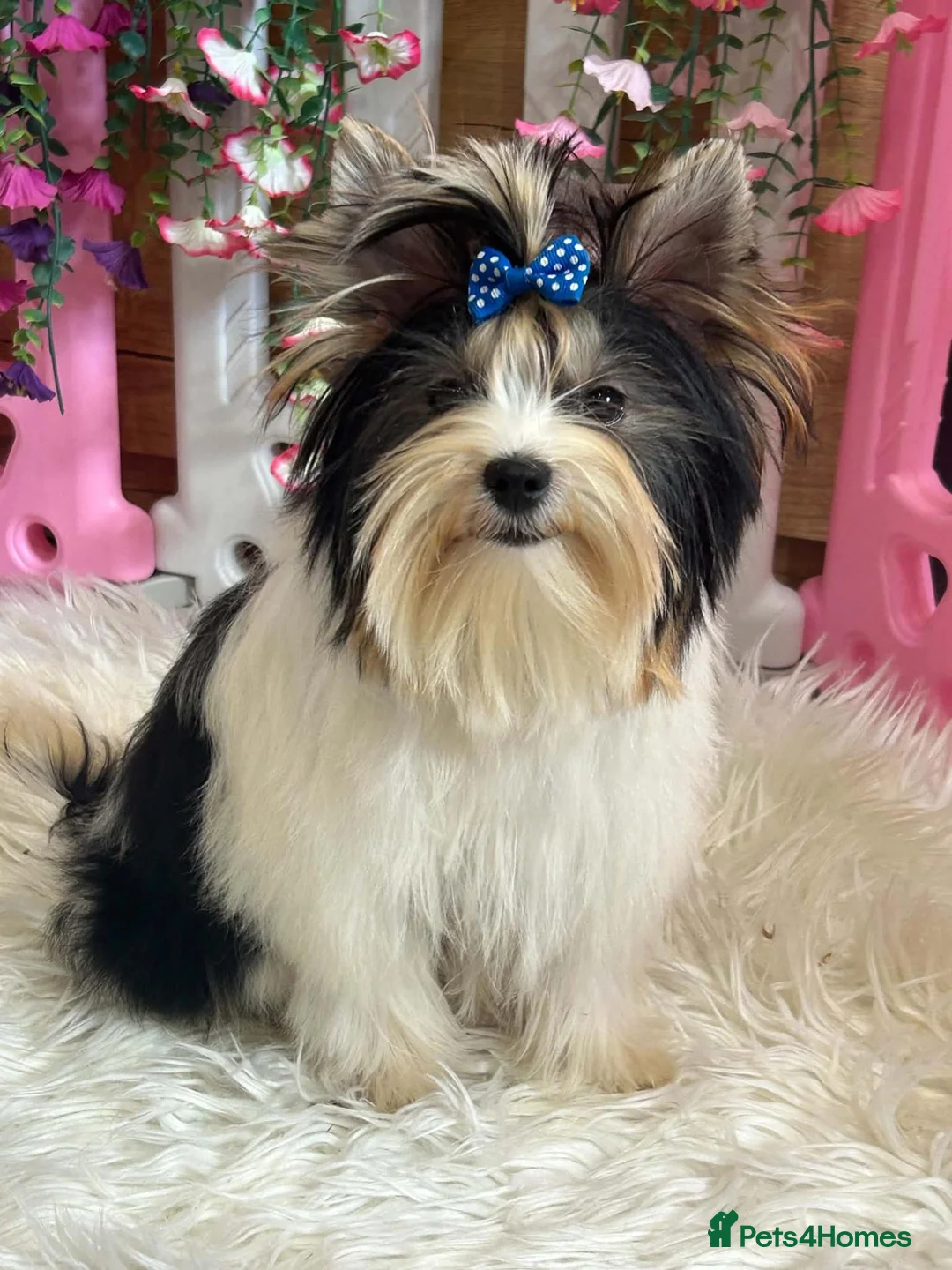Yorkshire Terrier dogs for sale: Beautiful Biewer Yorkshire Terrier Girl - Advert 7