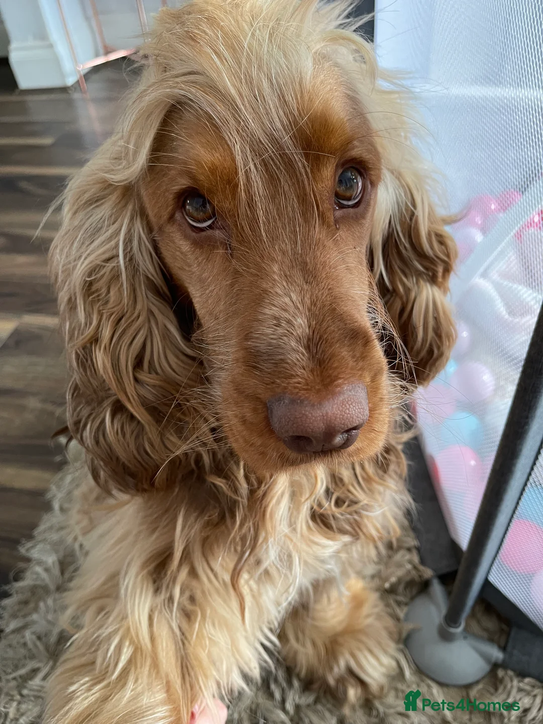 Cocker Spaniel dogs for stud: Proven Chocolate Sable Show Cocker STUD in Hull - Advert 3