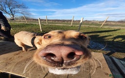 Labrador Retriever dogs for sale: My Boy Lenny - Labrador  - Image 29