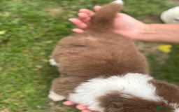 Australian Shepherd dogs for sale: 5 KC registered Australian Shepard puppies - Image 22