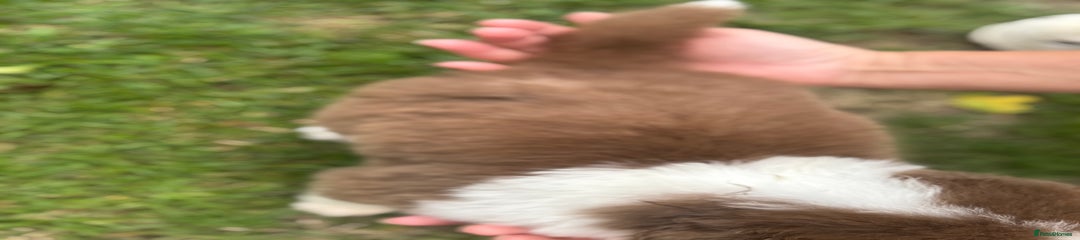 Australian Shepherd Puppy 1