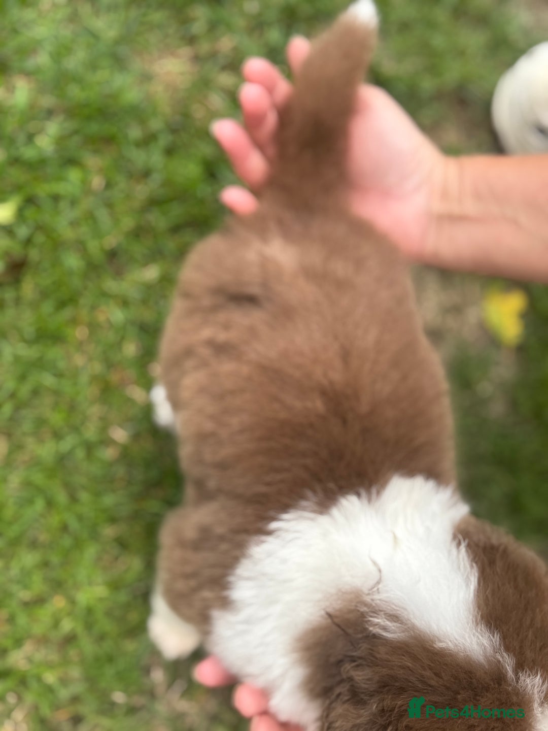 Australian Shepherd dogs for sale: 5 KC registered Australian Shepard puppies - Image 22