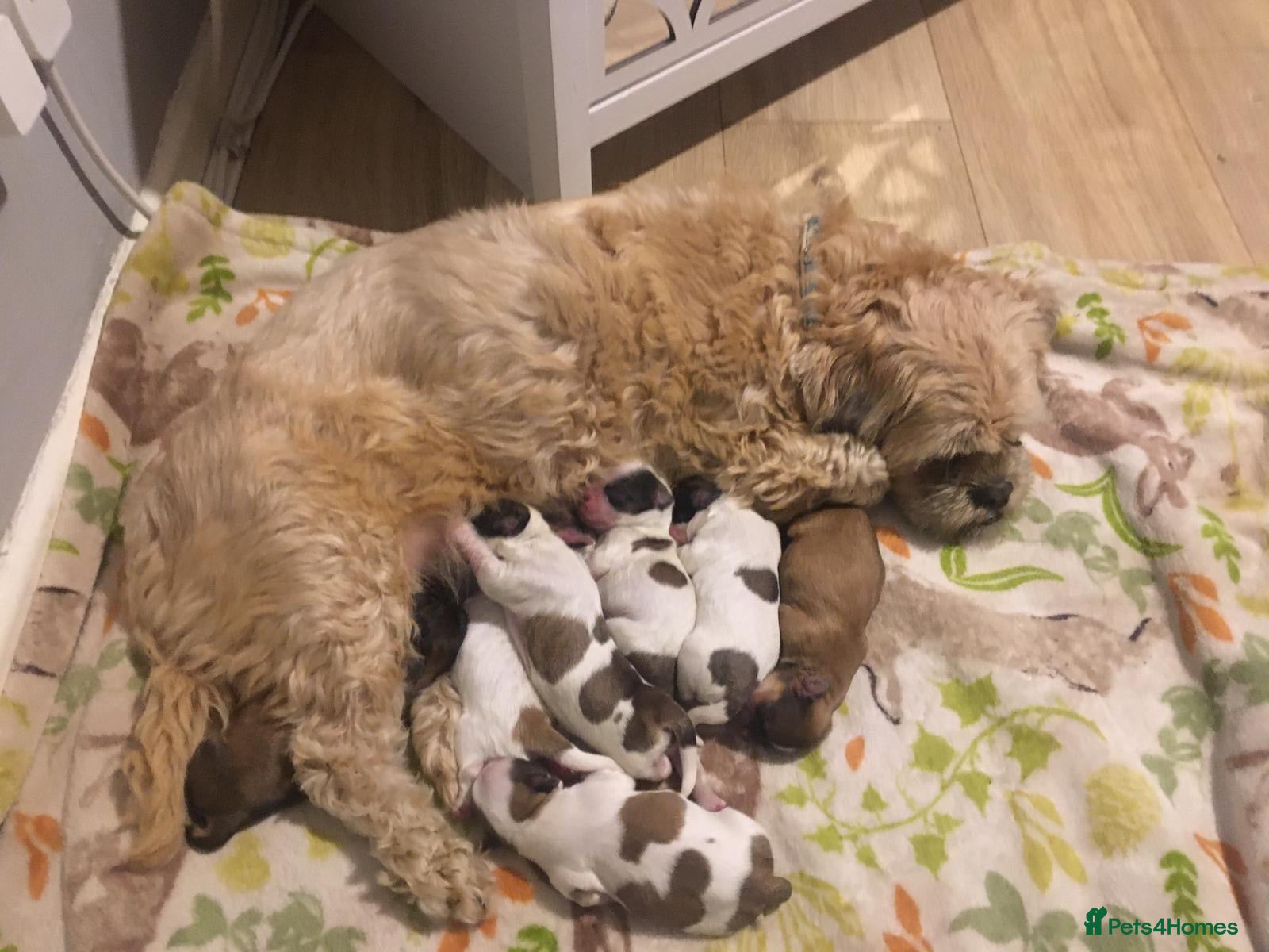 Shih Tzu dogs Beautiful Shih-tzu&#x27;s 2 left  - Advert 9