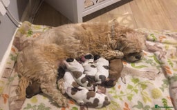 Shih Tzu dogs for sale: Beautiful Shih-tzu's - Image 1