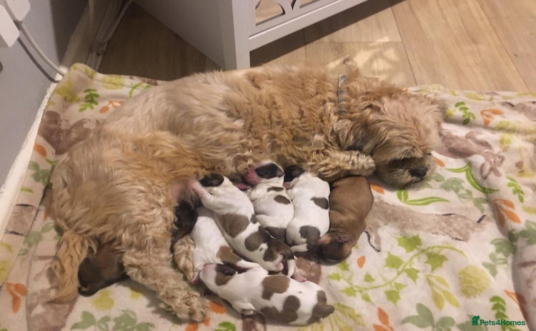 Shih Tzu dogs - Advert 3