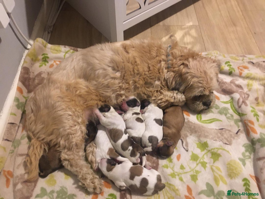 Shih Tzu dogs for sale: Beautiful Shih-tzu's - Image 1