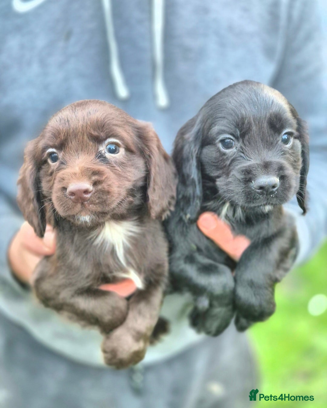 Cocker Spaniel dogs Ready NOW! Stunning cocker spaniel puppies  - Advert 12