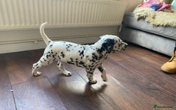 Dalmatian dogs for sale: Top quality show type Dalmatian pups 🐶  - Image 31