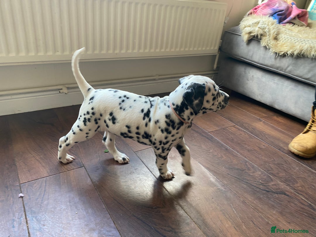 Dalmatian dogs for sale: Top quality show type Dalmatian pups 🐶  - Image 31
