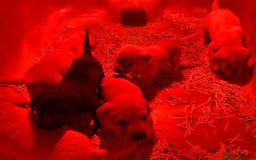 Labrador Retriever dogs for sale: Golden Labrador puppies - Advert 2