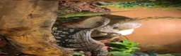 Skink reptiles for sale: Mowgli  in Hitchin - Advert 2
