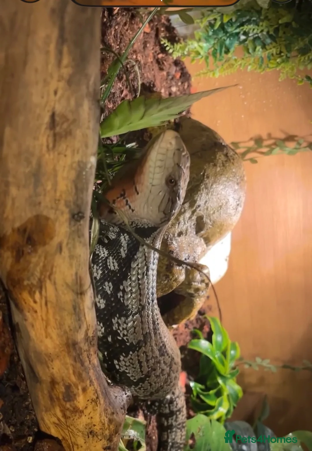 Skink reptiles for sale: Mowgli  in Hitchin - Advert 2