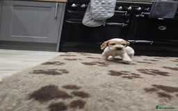 Cocker Spaniel dogs for sale: Show Cocker Spaniel  - Image 5