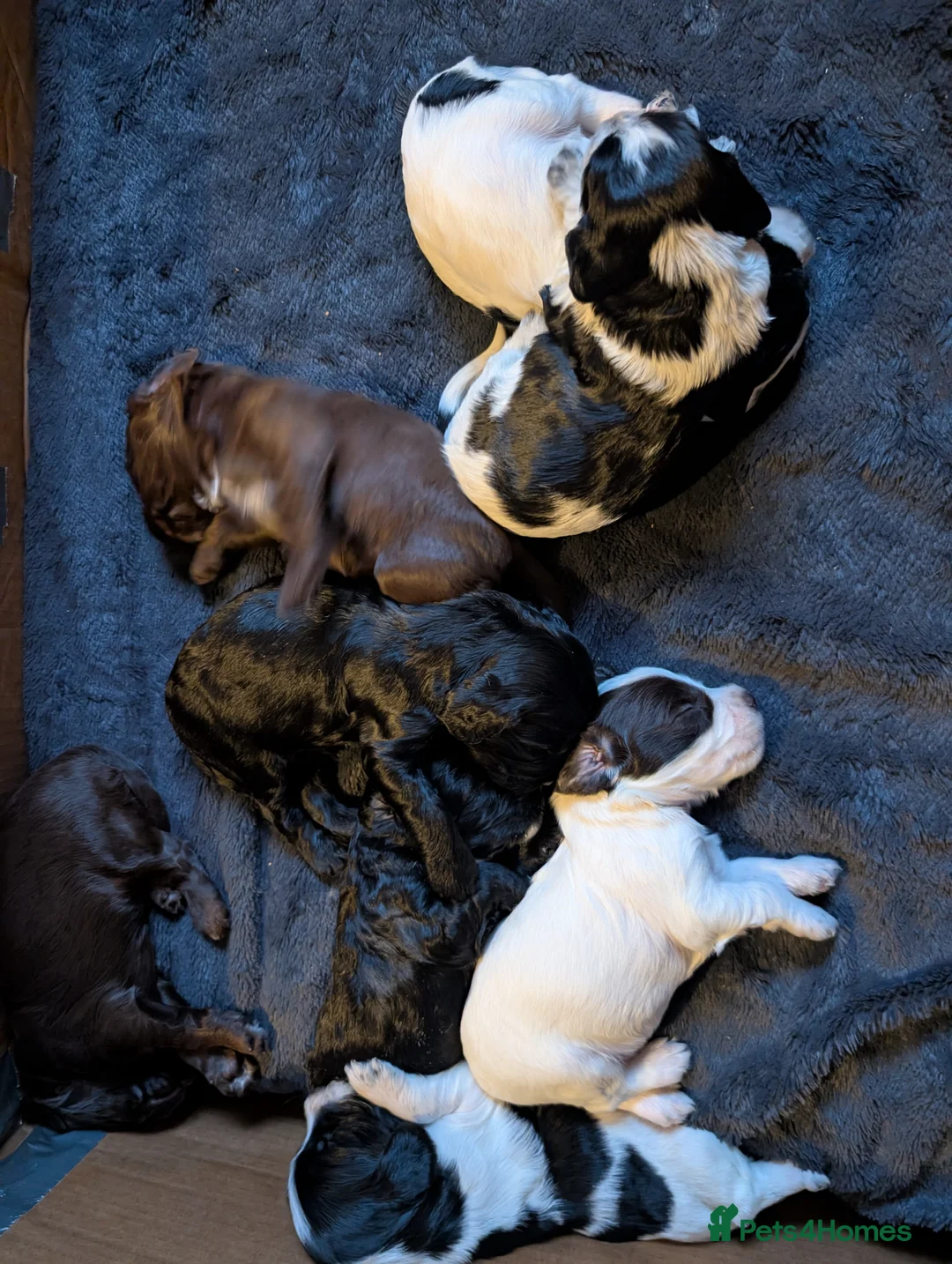 Cockapoo dogs for sale: Reserved - Beautiful Chocolate Cockapoo Pup - Advert 14