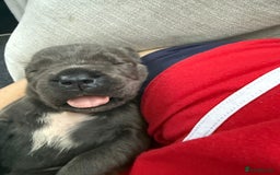 Cane Corso dogs for sale: Beautiful Cane Corso puppies for sale  - Image 22
