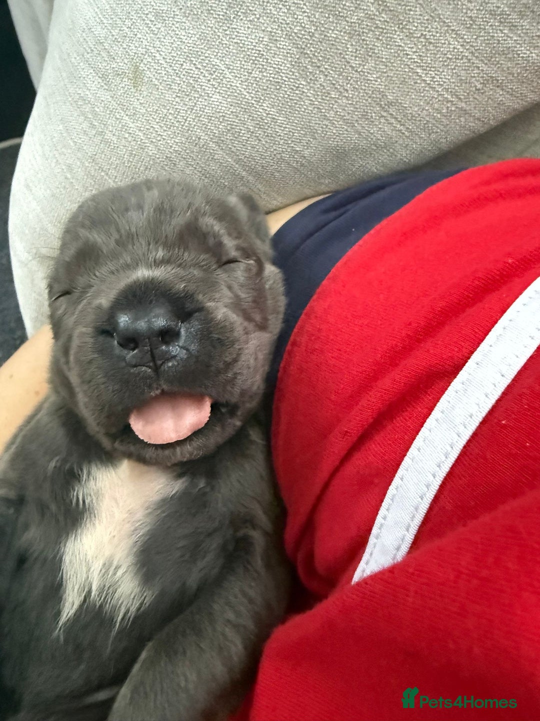 Cane Corso dogs for sale: Beautiful Cane Corso puppies for sale  - Image 22