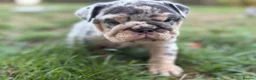English Bulldog dogs for sale: Stunning KC reg English Bulldog puppies. in Newbury - Advert 12