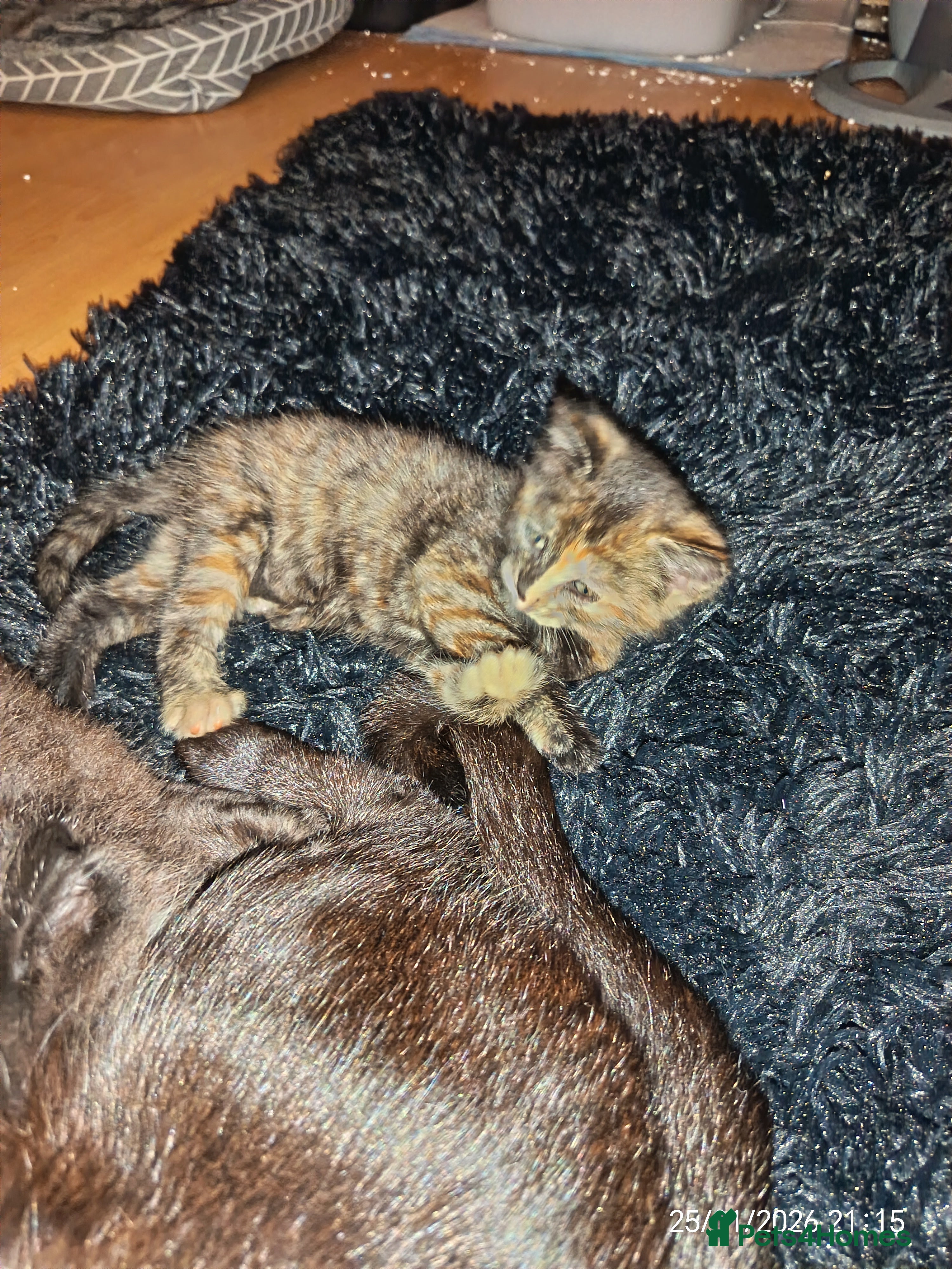 Mixed Breed cats Tortieshell female kitten - Advert 9