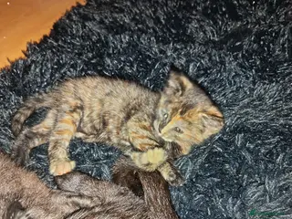 Mixed Breed cats Tortieshell female kitten - Advert 9