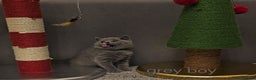 British Shorthair cats for sale: British Shorthair kitten's, GCCF pedigree - Advert 5
