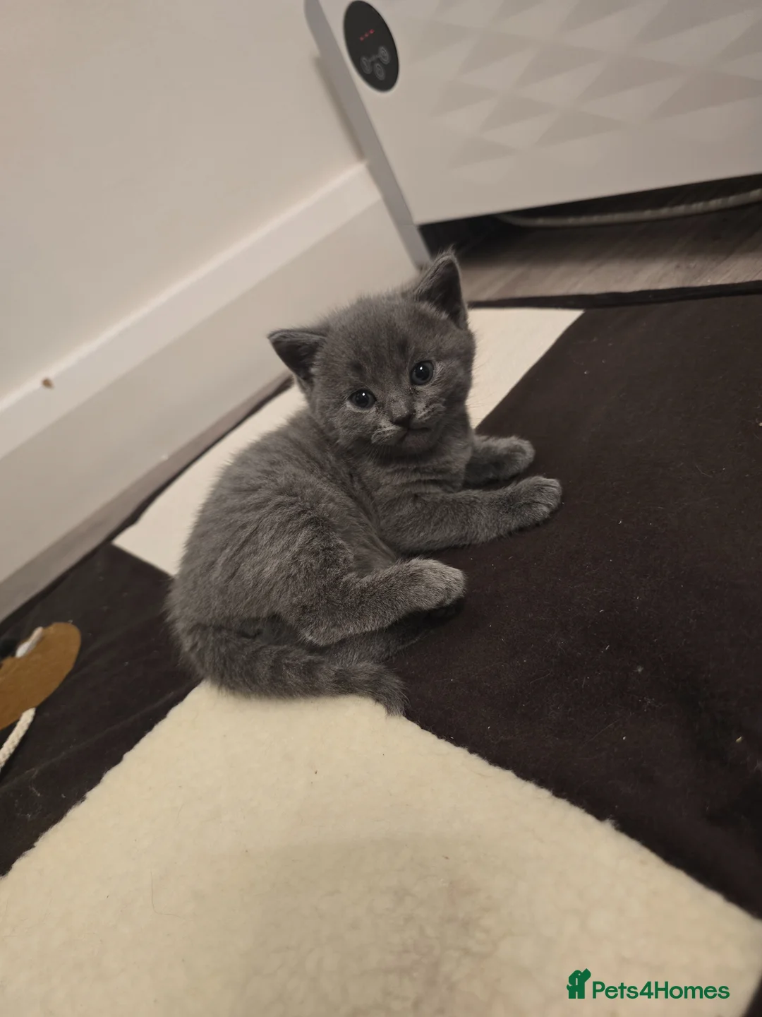 Mixed Breed cats for sale: 1/2 British shorthair kittens in Glossop - Advert 10