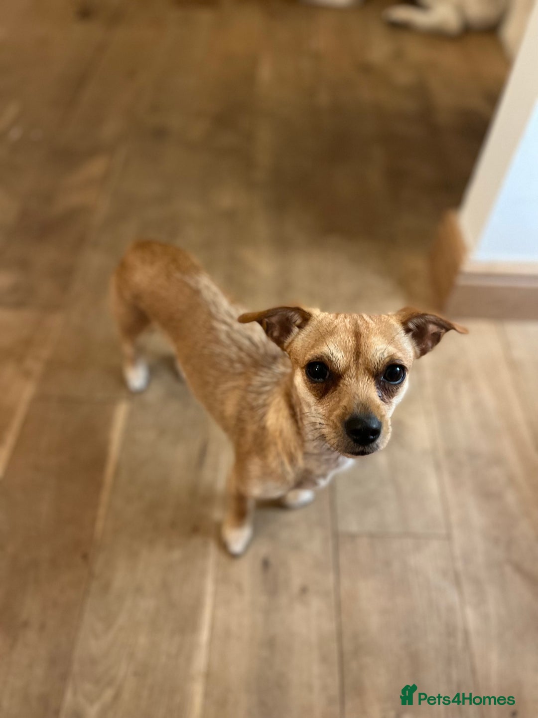 Mixed Breed dogs for sale: Looking for a forever home  - Image 11