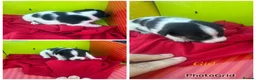Jack Russell dogs for sale: Stunning jack Russell puppies  in Doncaster - Advert 1