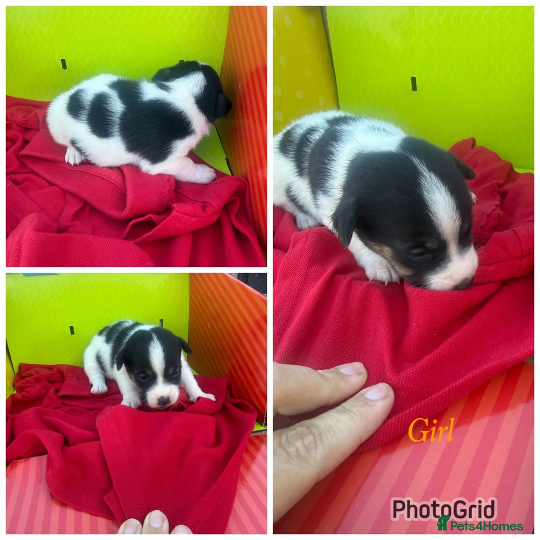 Jack Russell dogs for sale: Stunning jack Russell puppies  in Doncaster - Advert 1