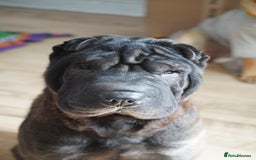Shar Pei dogs for sale: Youxia Shar pei - Image 2
