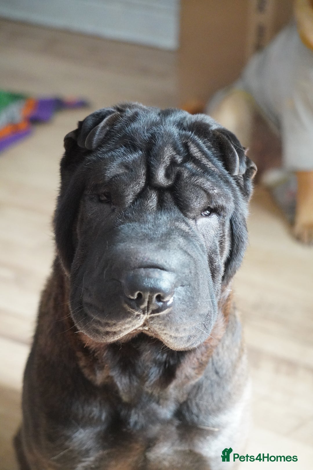 Shar Pei dogs for sale: Youxia Shar pei - Image 2