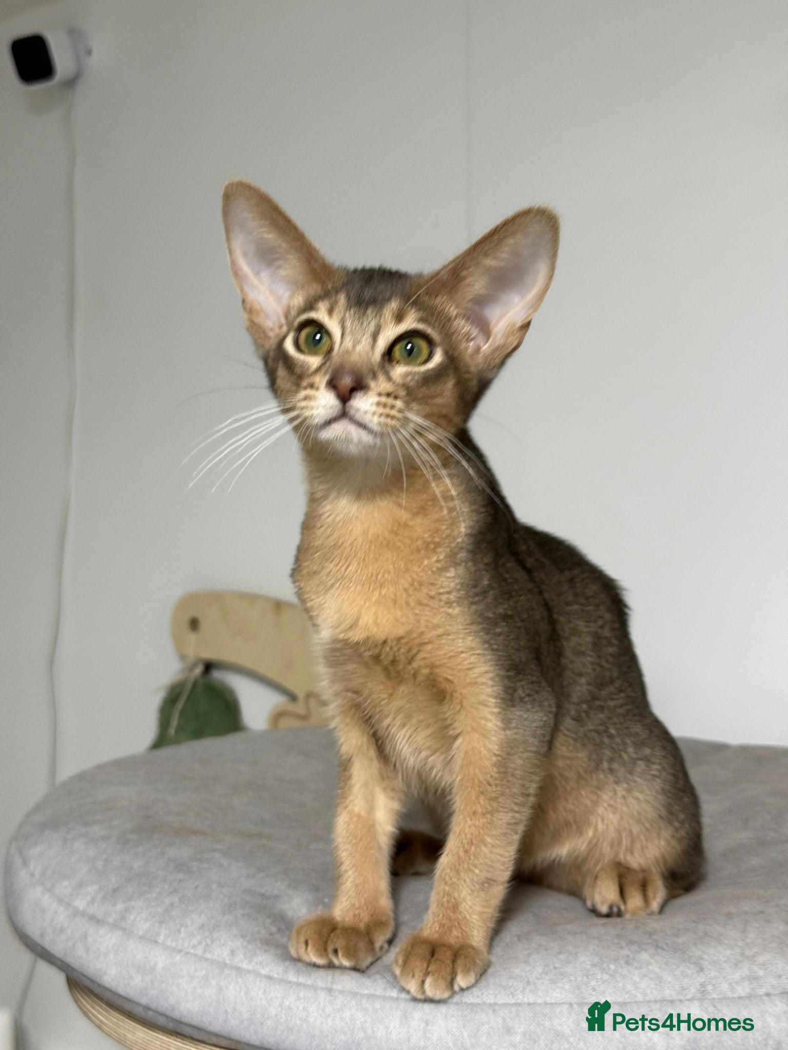 Abyssinian cats     Gorgeous kittens from champion parents 😽 - Advert 10