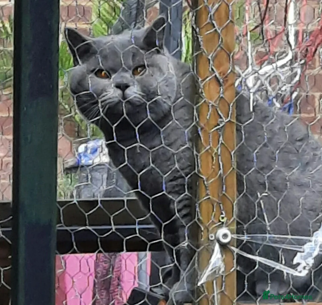 British Shorthair cats for stud: Imported Pedigree British Shorthair, BG B in London - Advert 6