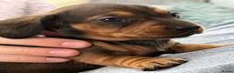 Miniature Dachshund dogs for sale: Miniature Smooth KC reg quality pups  - Advert 2