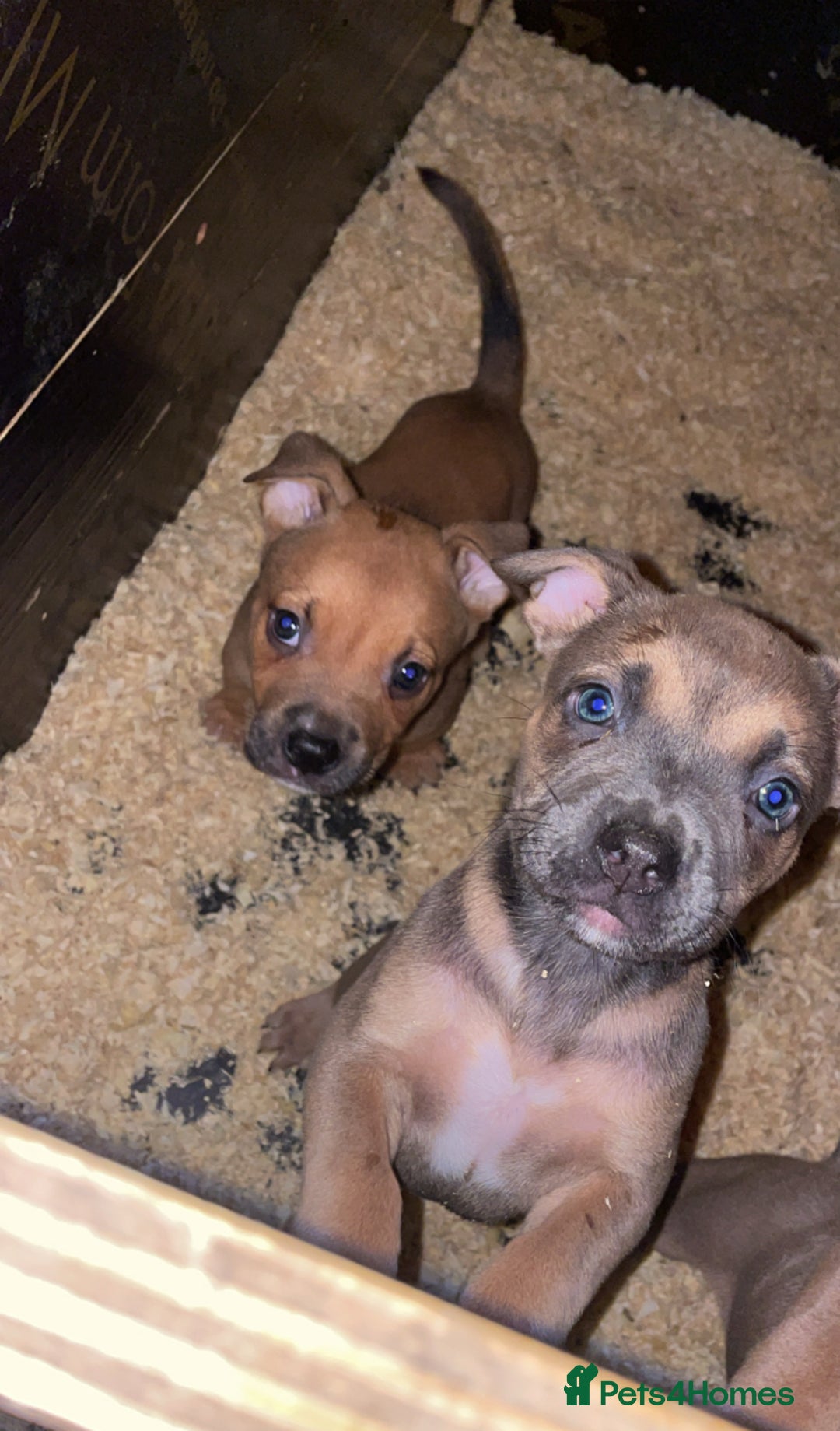 Mixed Breed dogs for sale: American bully cross bullmastiff  - Advert 7