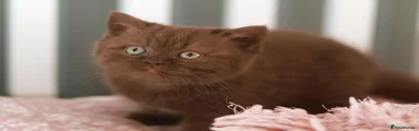 Chocolate Girl (Lizzy)