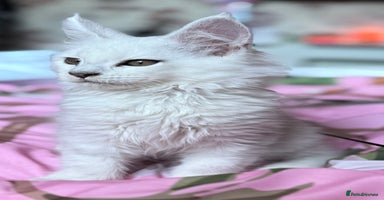 Maine Coon cats - Advert 12
