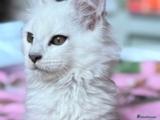 Maine Coon cats - Advert 26