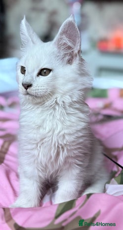 Maine Coon cats - Advert 15